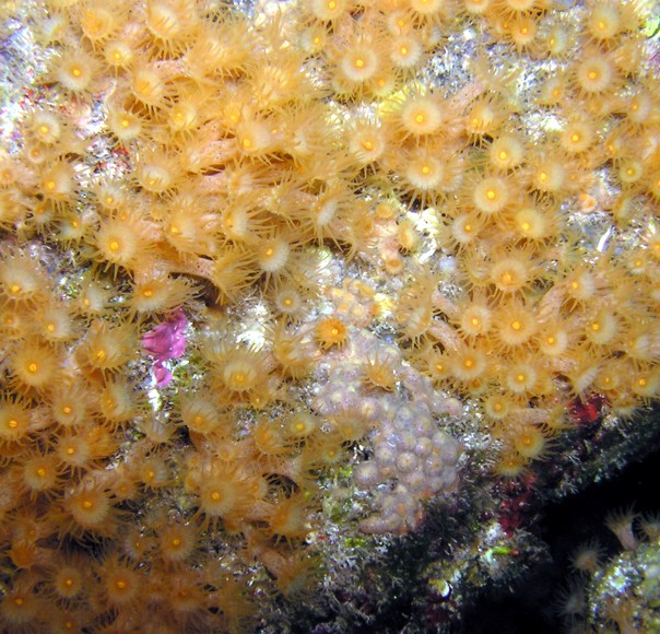 Parazoanthus axinellae (Schmidt, 1862)